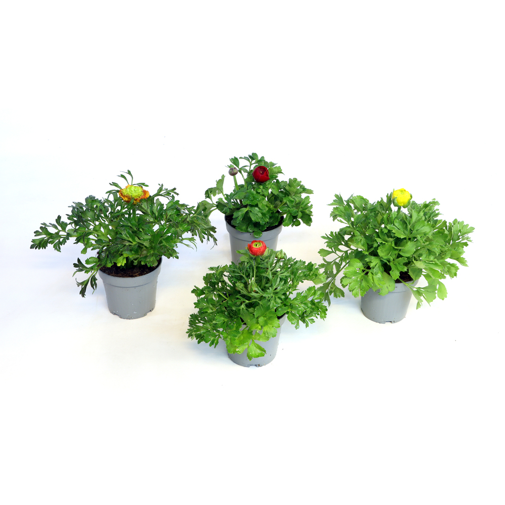 Ranunculus asiaticus magic