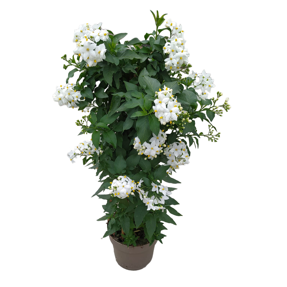 solanum jasminoides