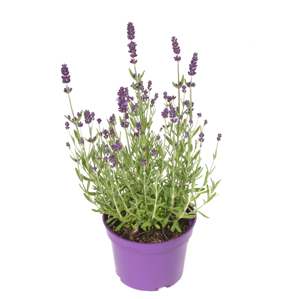 Lavandula angustifolia hidcote blue