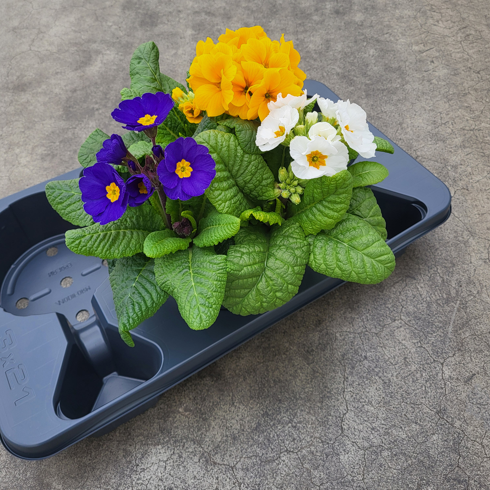 Primula elatior trio