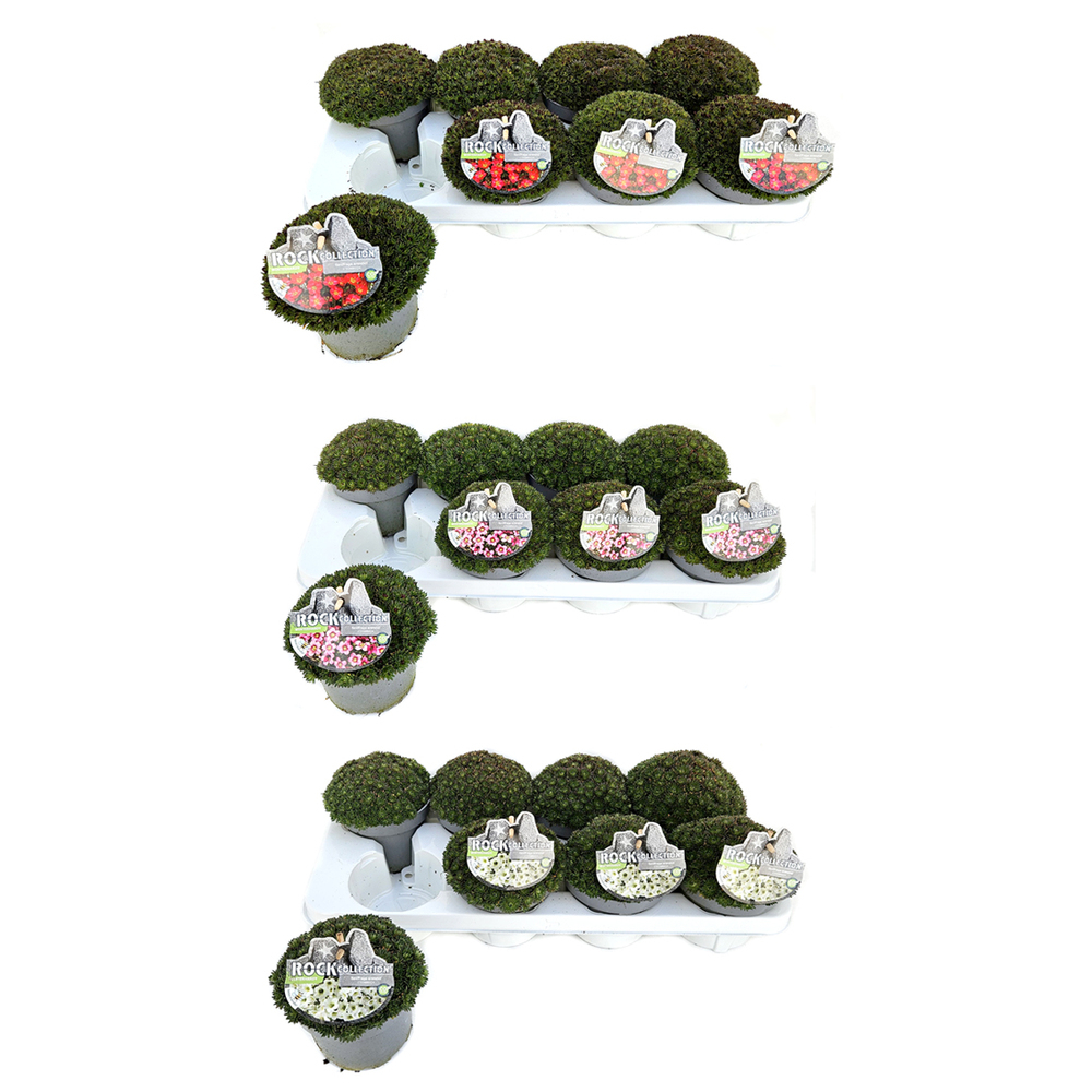 Saxifraga arendsii pixi pan