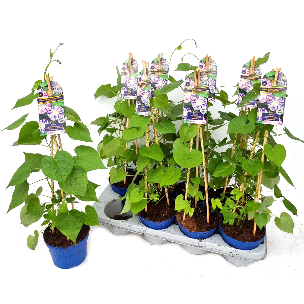 Ipomoea purpurea carneval de venezia