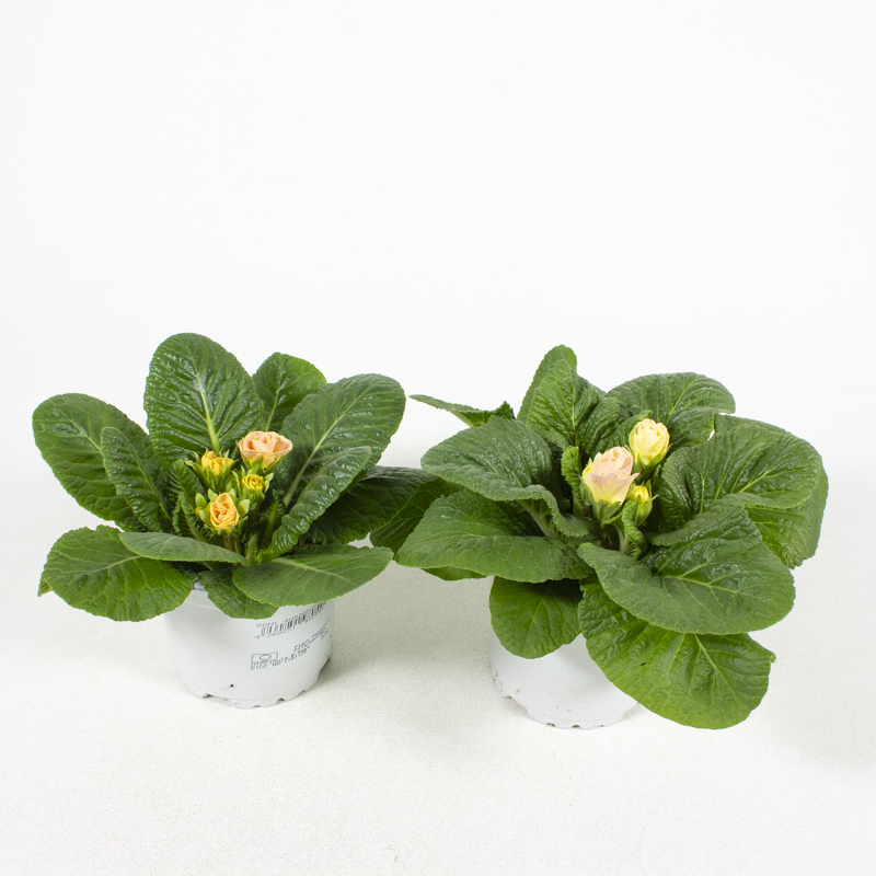 Primula acaulis bellerose