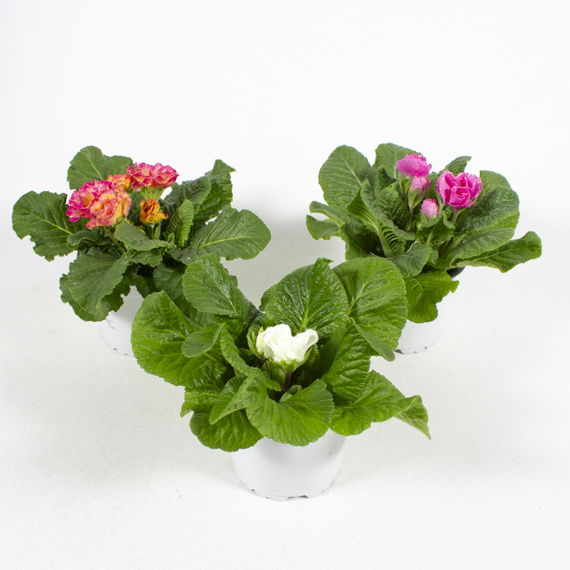 Primula acaulis elodie