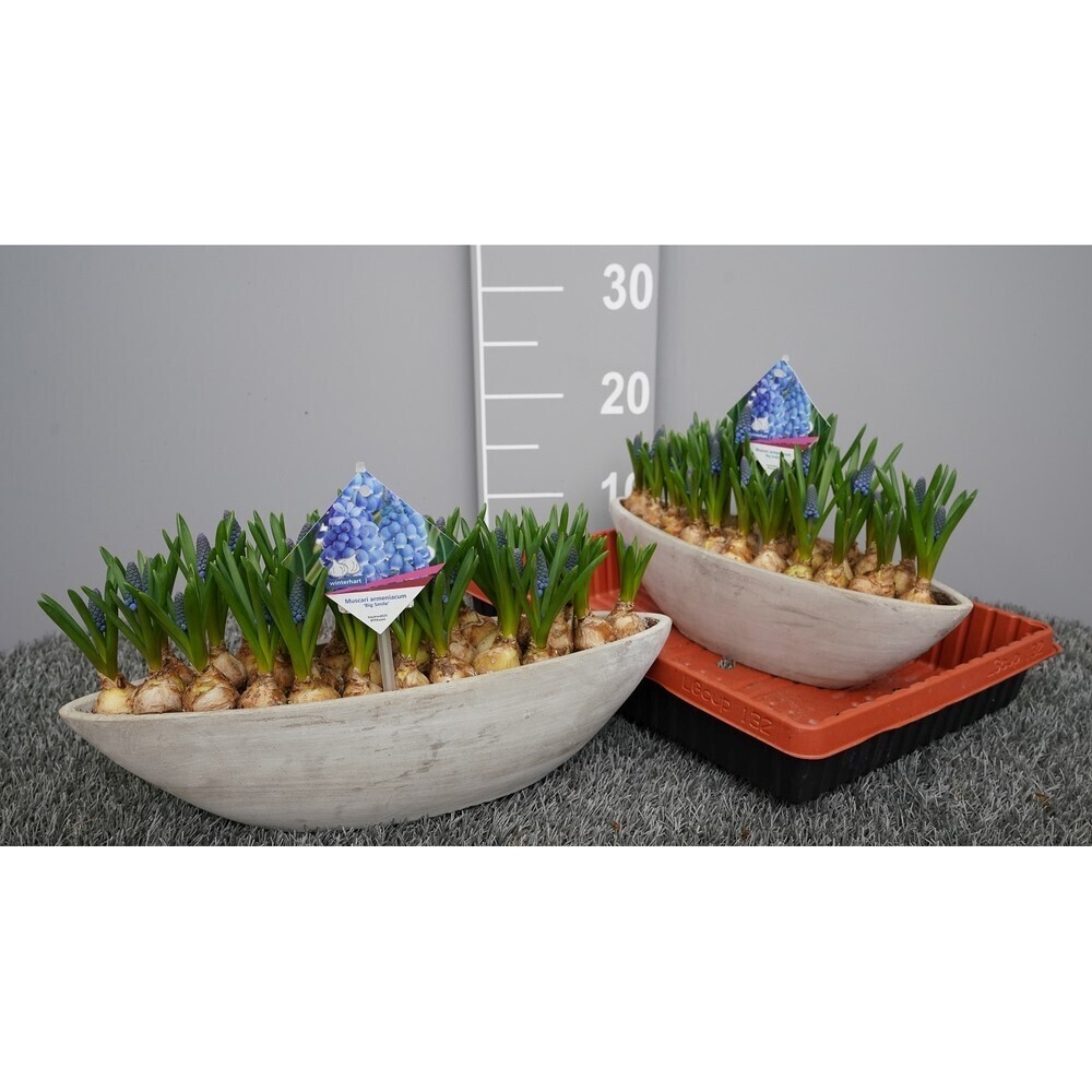 Muscari big smile keramik schiff
