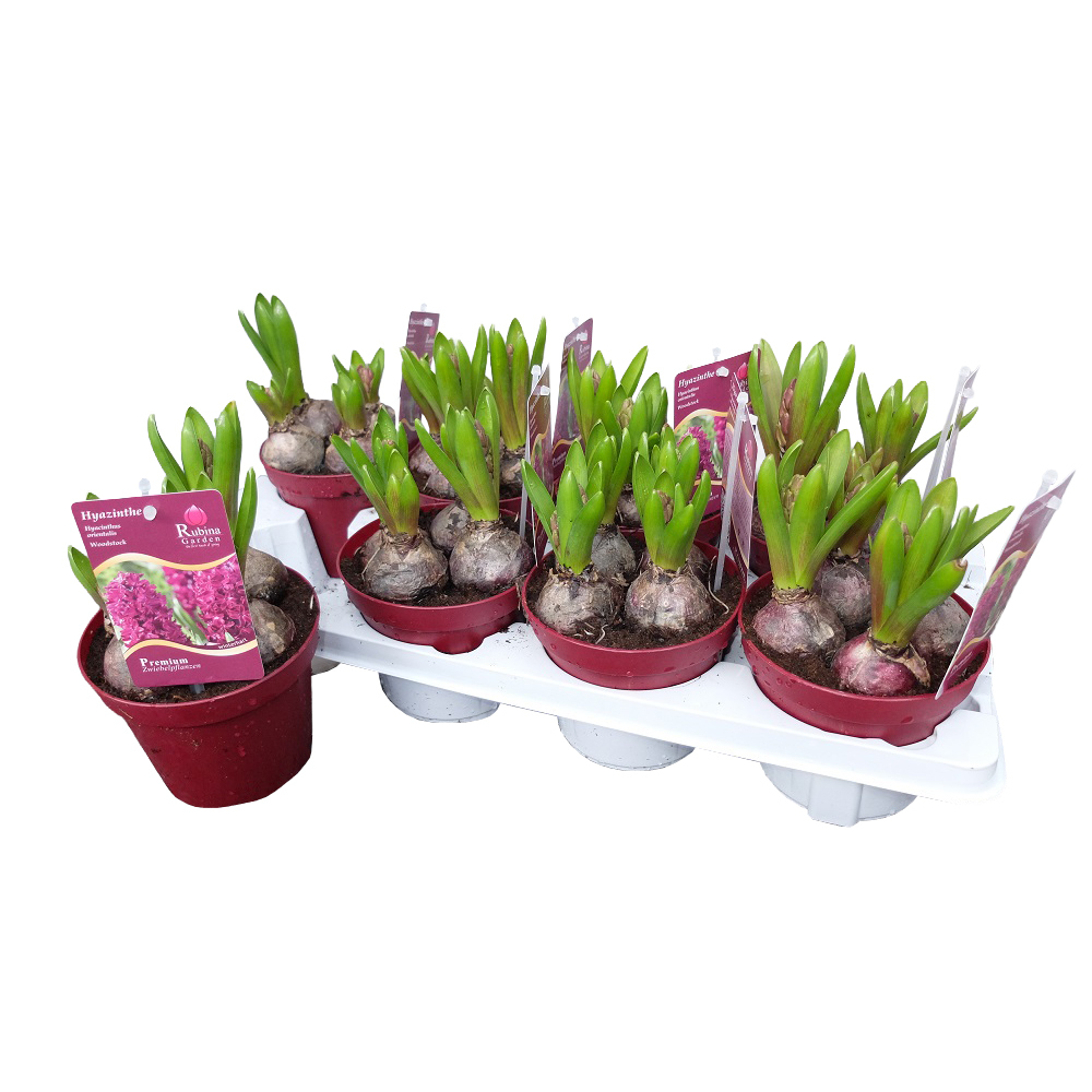 Hyacinthus orientalis woodstock