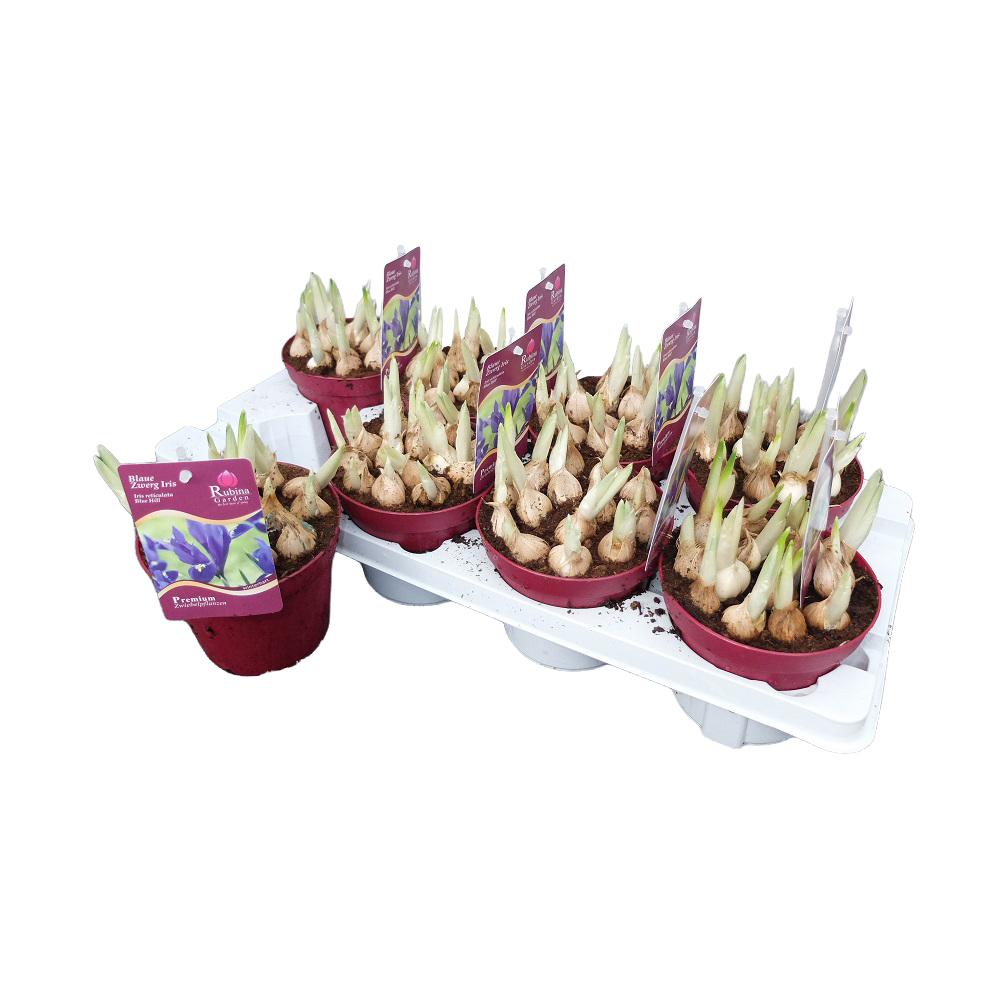 Iris reticulata blue hill