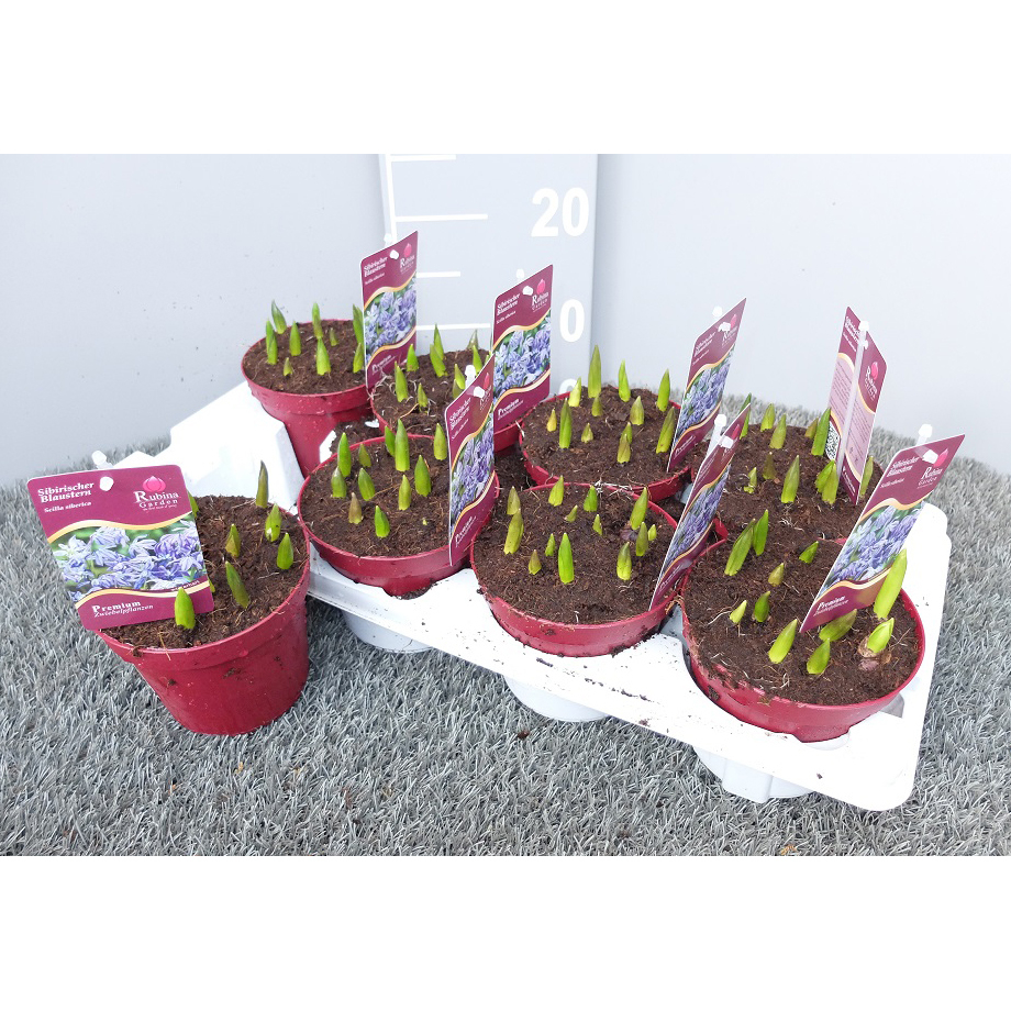 Scilla siberica blue