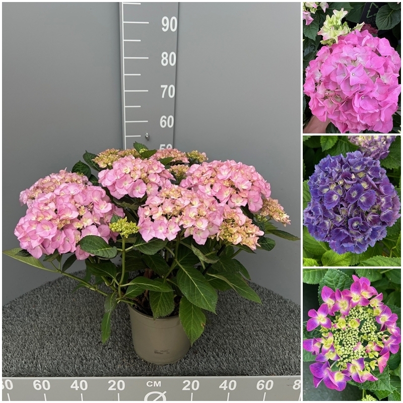 hydrangea macrophylla