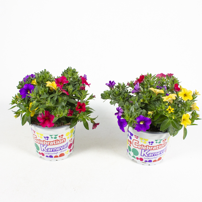 Calibrachoa cultivars karneval