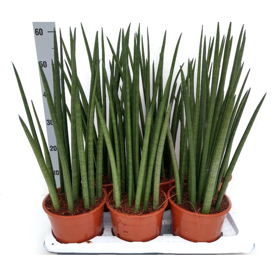 Sansevieria cylindrica nina