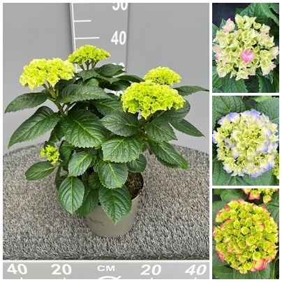 hydrangea macrophylla