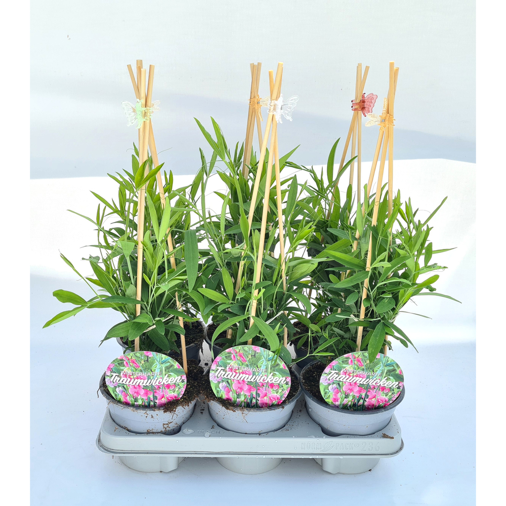 lathyrus latifolius pink pearl