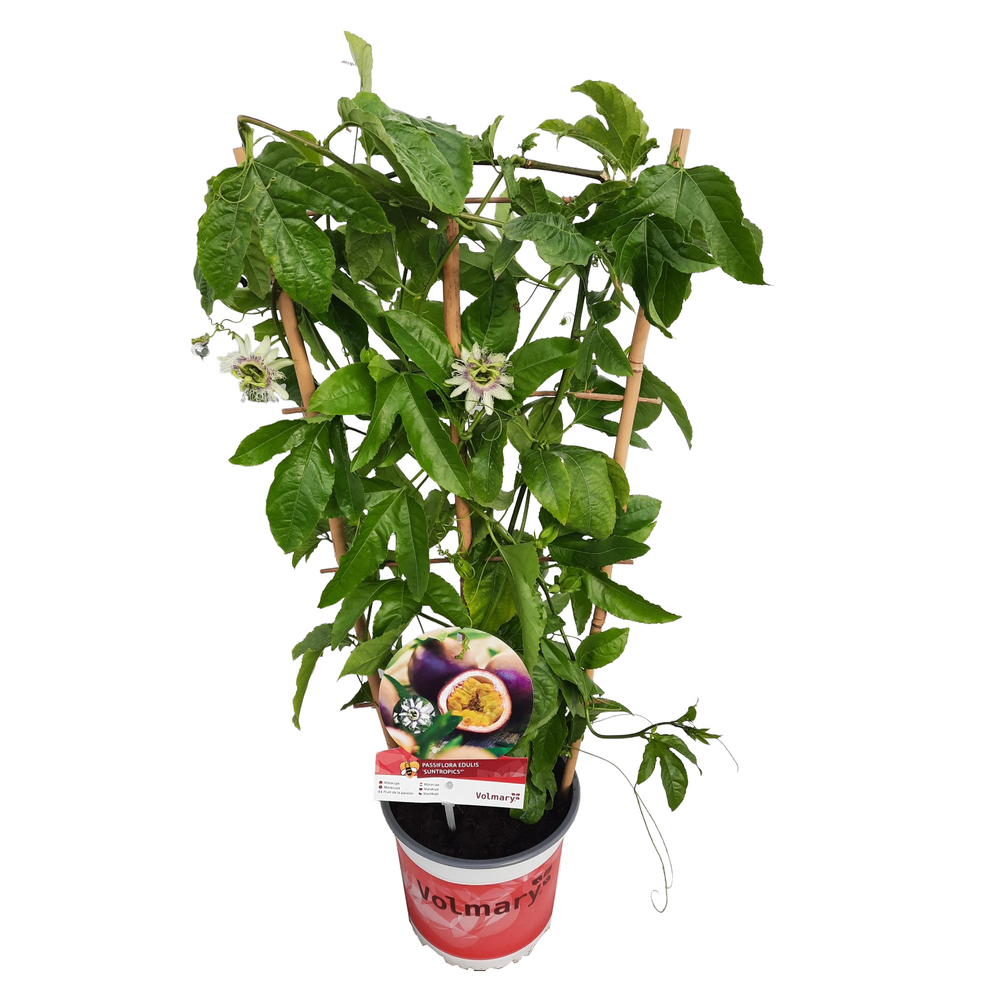 Passiflora edulis suntropics