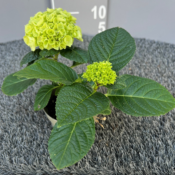 hydrangea macrophylla