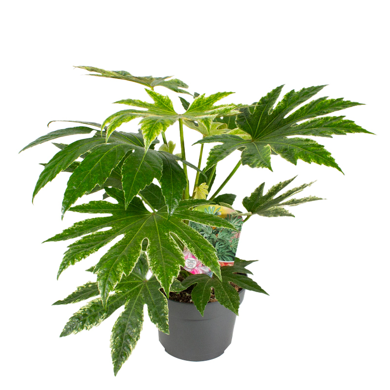 Fatsia japonica spiders web