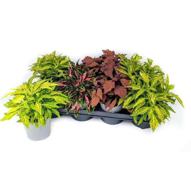 Coleus blumei flame thrower