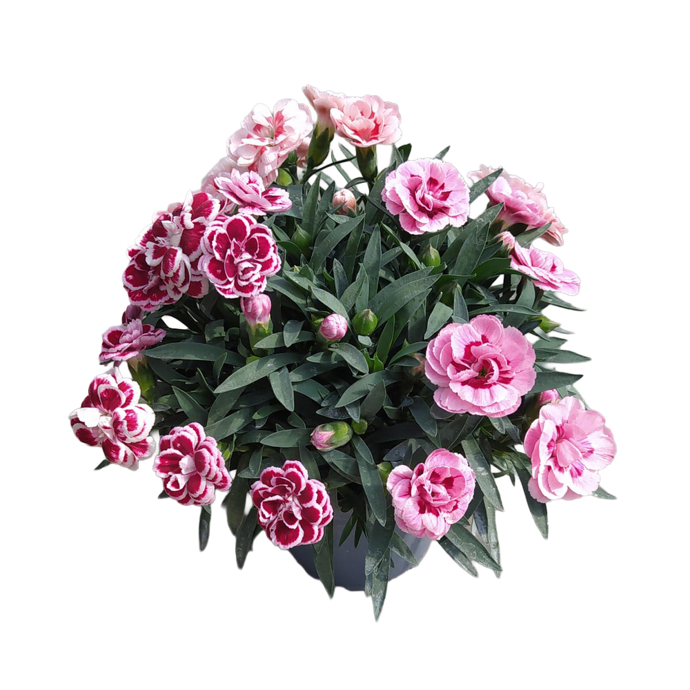 Dianthus caryophyllus trio
