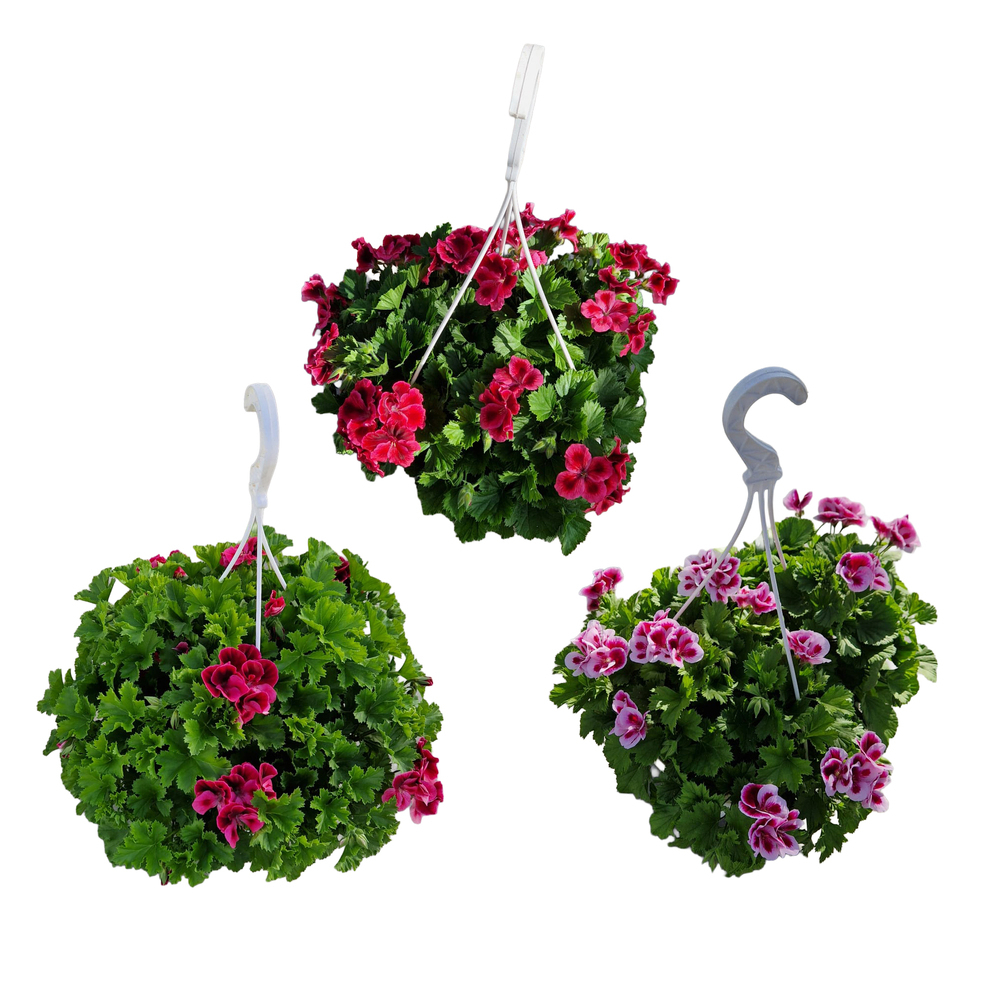 Pelargonium grandiflorum candy flowers