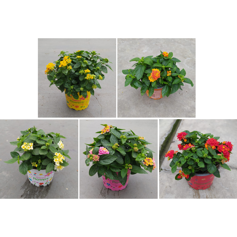Beetpflanzen confetti trixi happy flowers