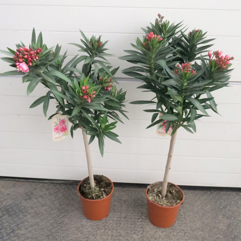 nerium oleander