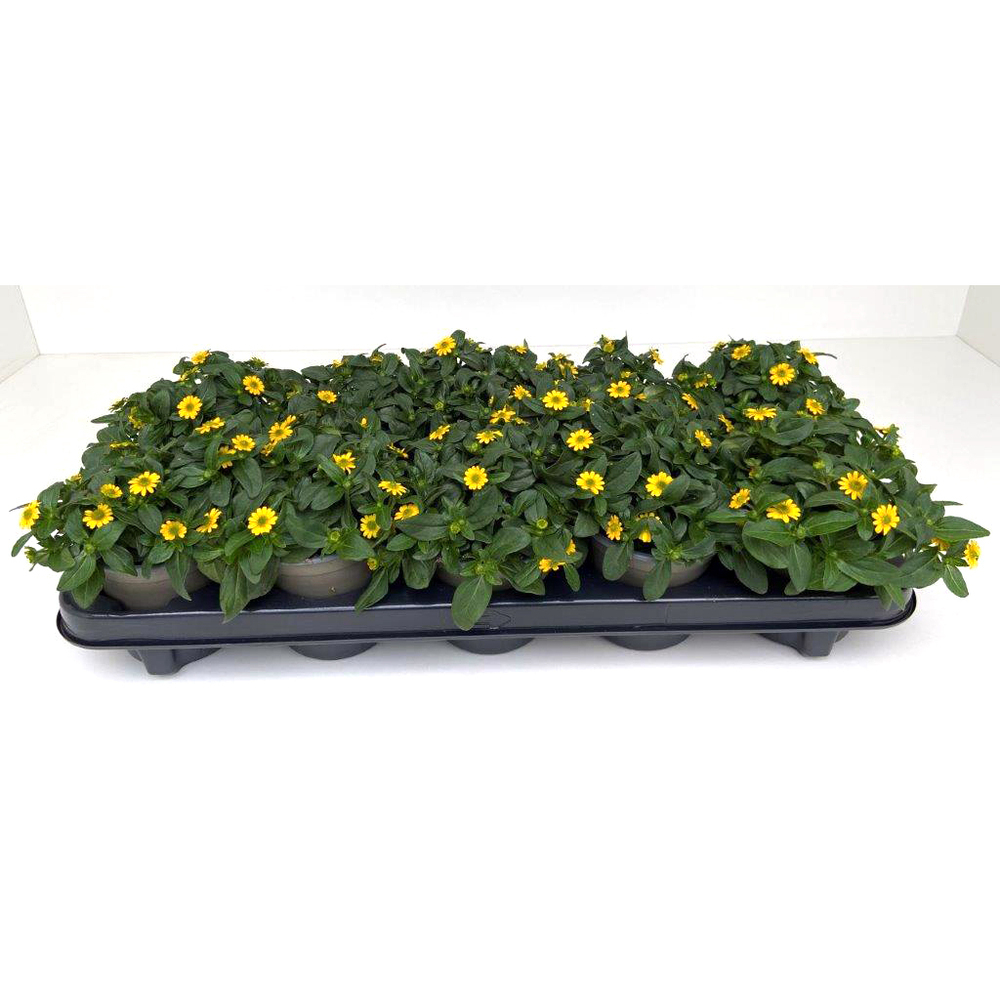 Sanvitalia procumbens cuzco