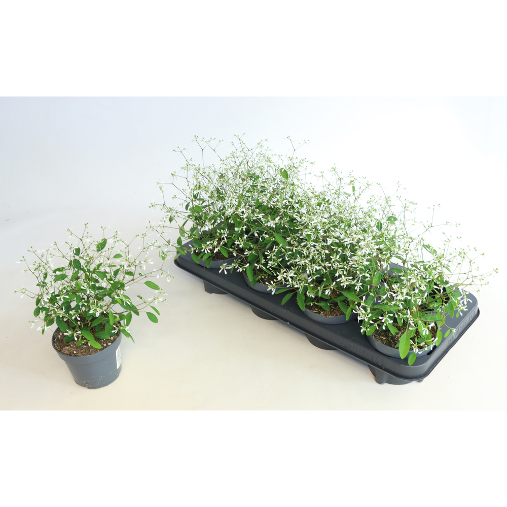 Euphorbia hypericifolia diamond frost