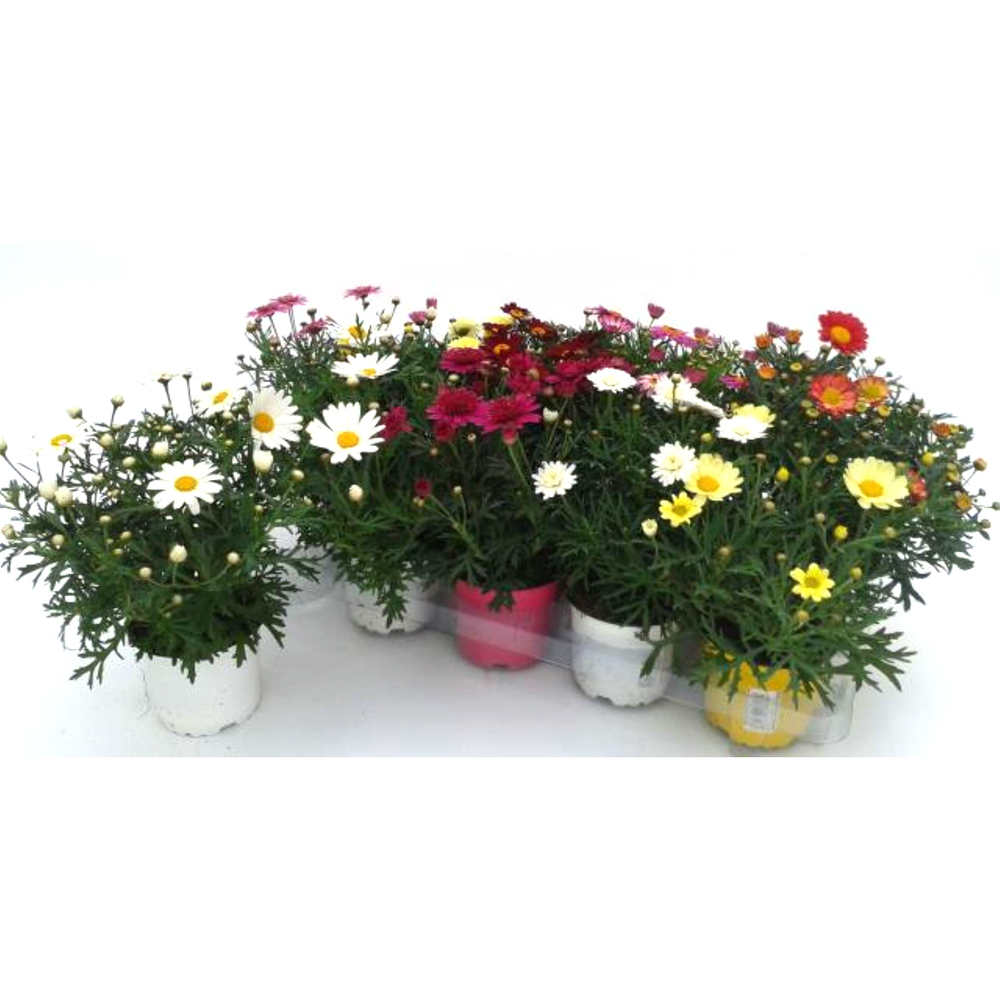 Argyranthemum frutescens daisy crasy