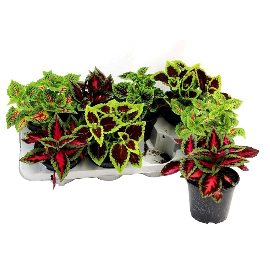 Coleus blumei