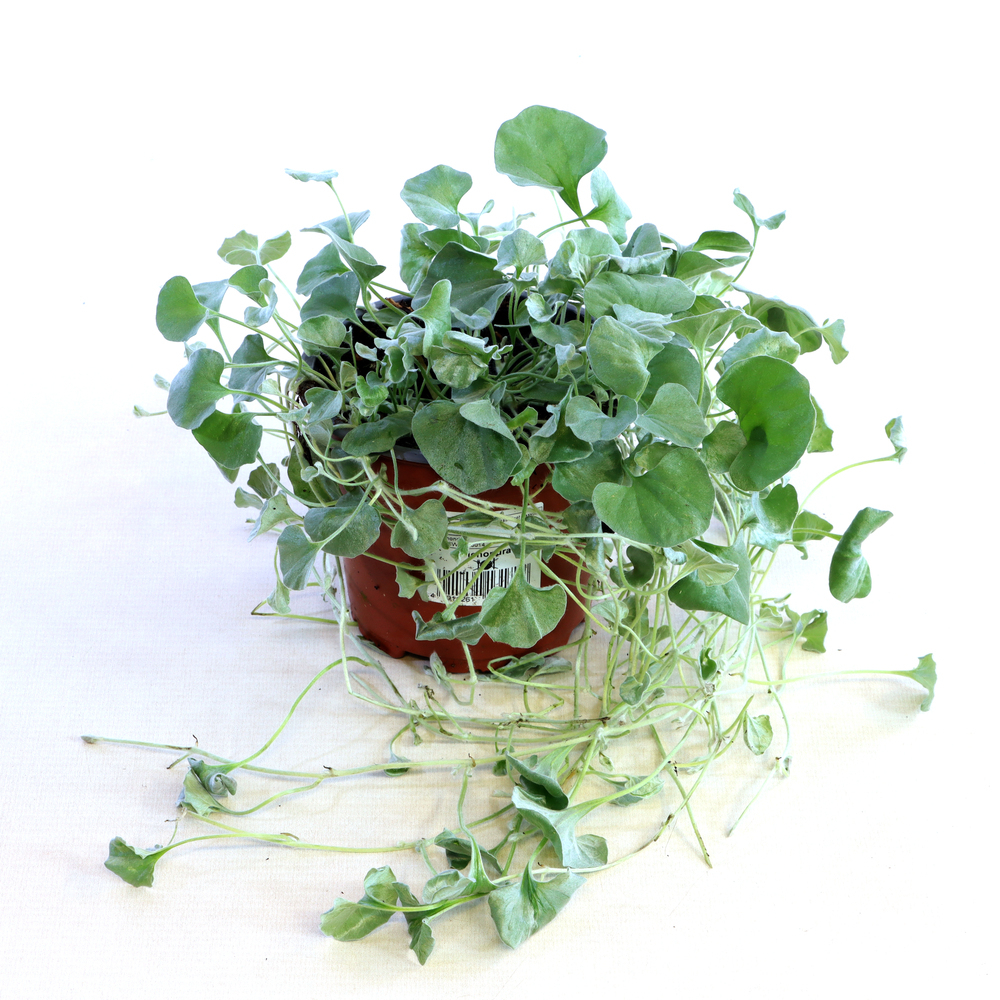 Dichondra argenta silver falls