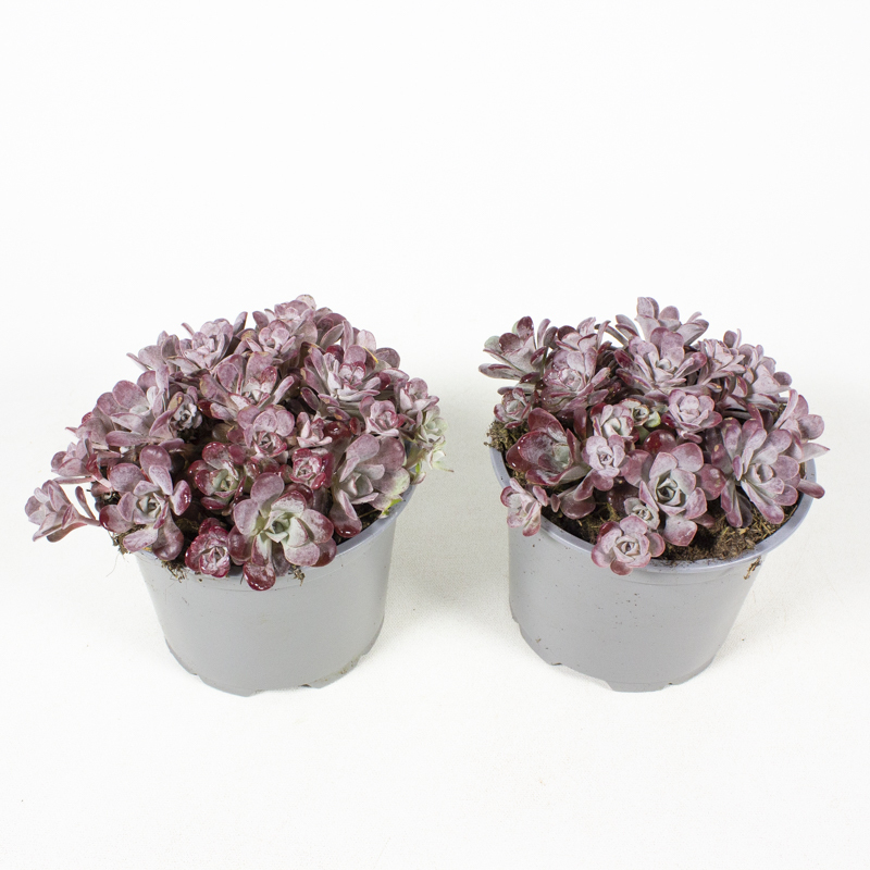 Sedum purpureum