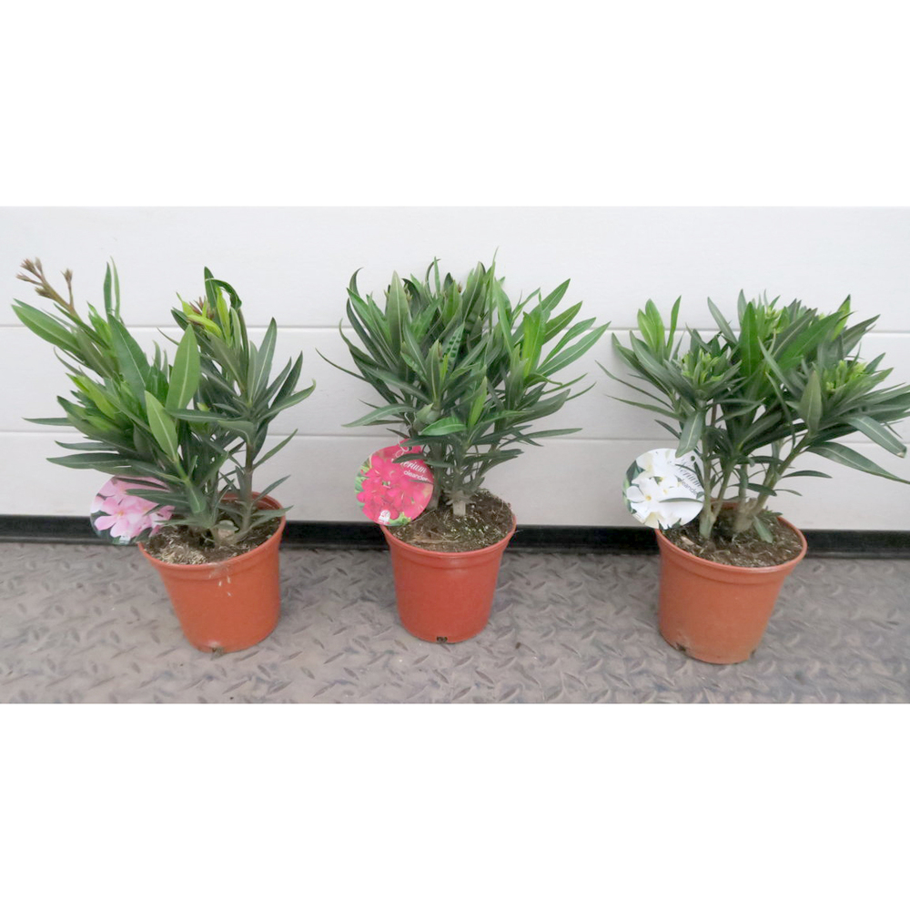 nerium oleander