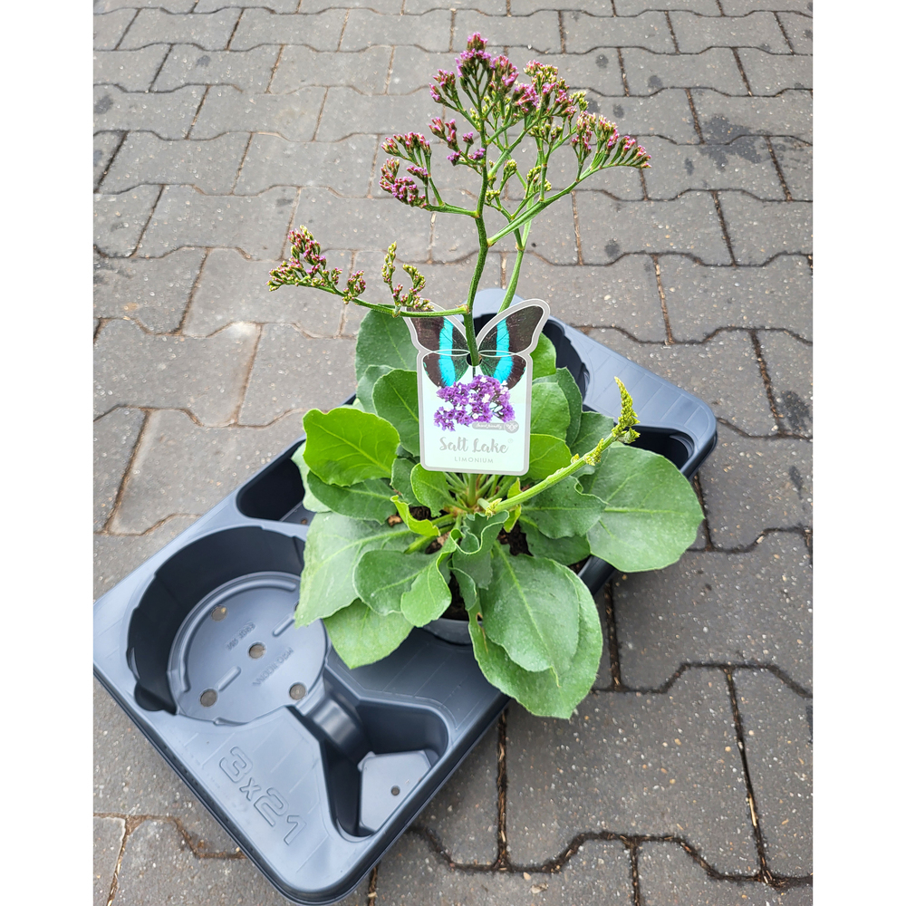 Limonium sinuatum salt lake