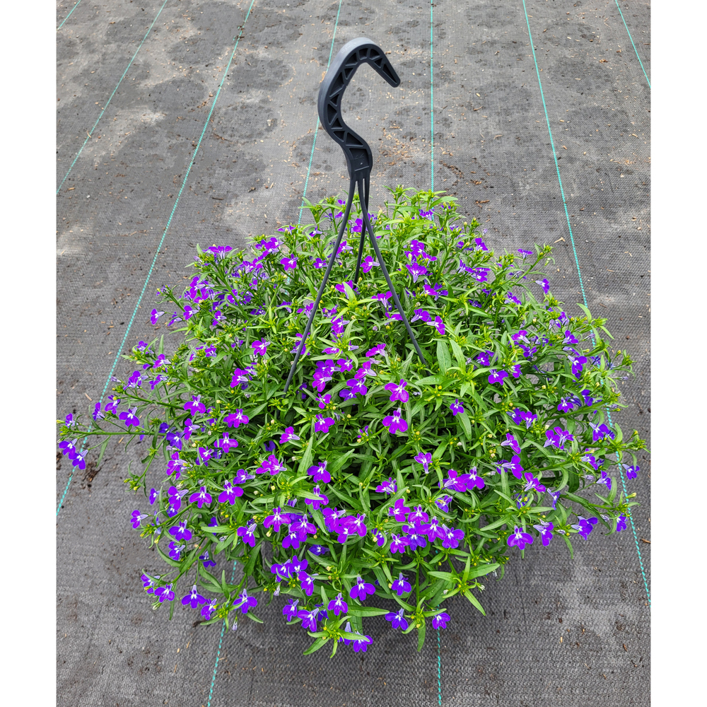 Lobelia richardii trio