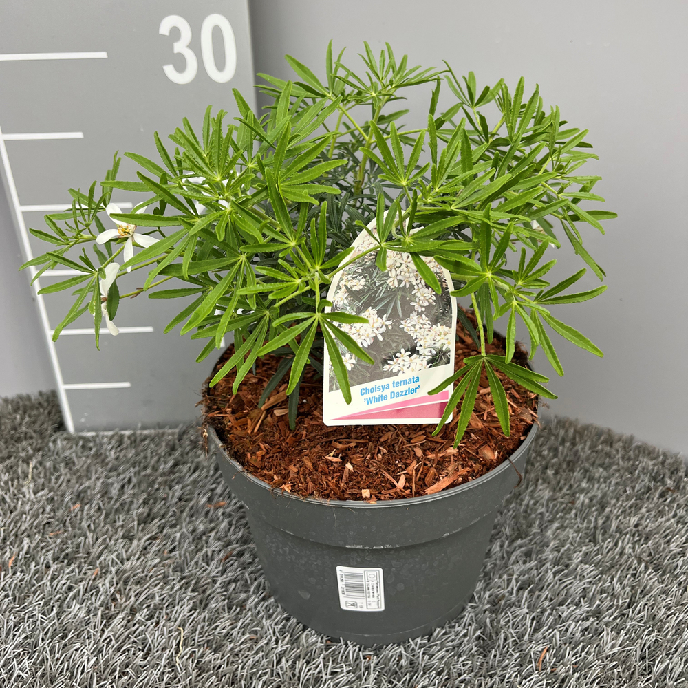 Choisya ternata white dazzler