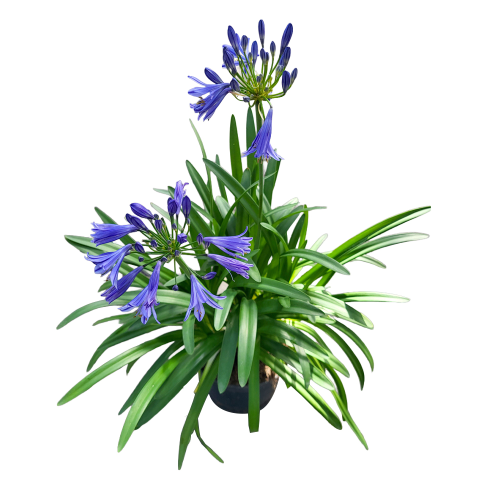 Agapanthus africanus