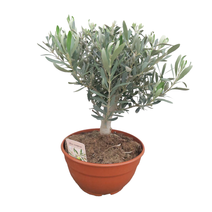 Olea europaea