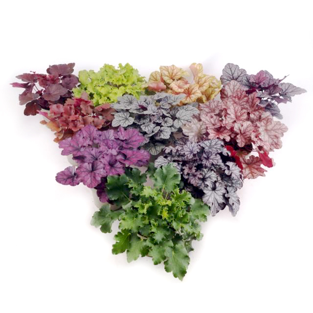 Heuchera meristem