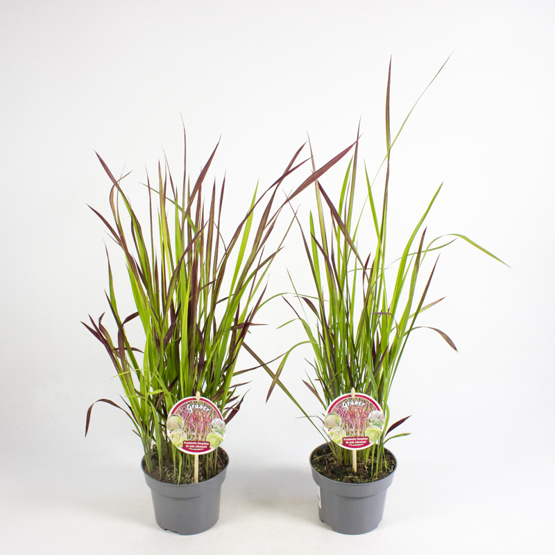 imperata cylindrica red baron