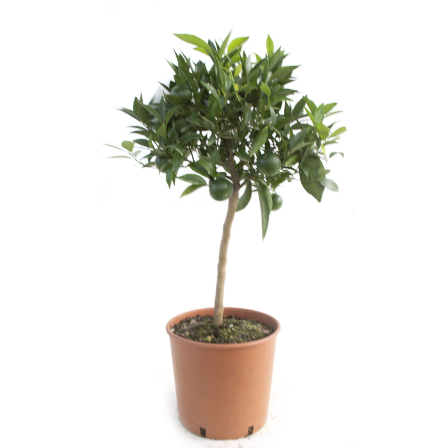 Citrus reticulata (mandarine)