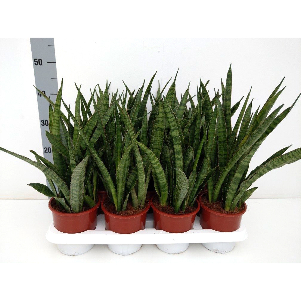 Sansevieria zeylanica greenline