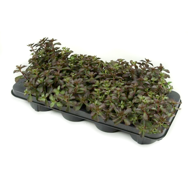 Sedum spurium karamell
