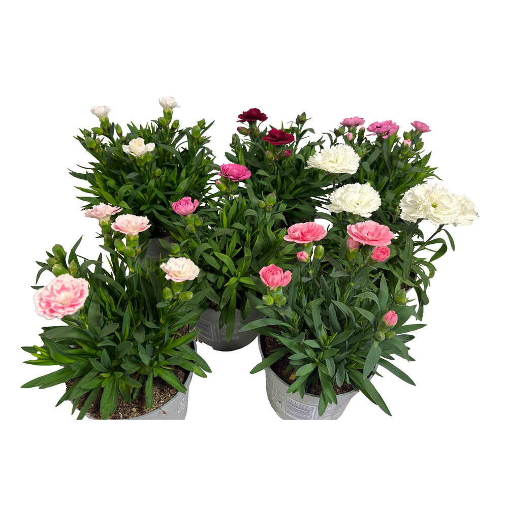 dianthus caryophyllus oscar