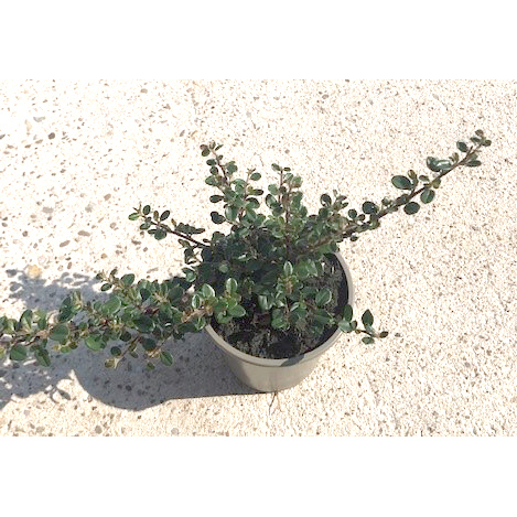 Cotoneaster micro cochleathus