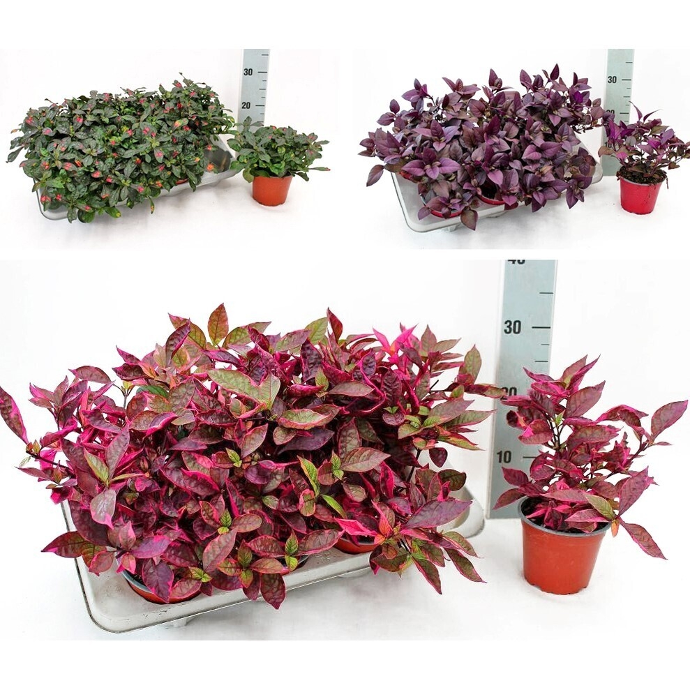 Alternanthera denata
