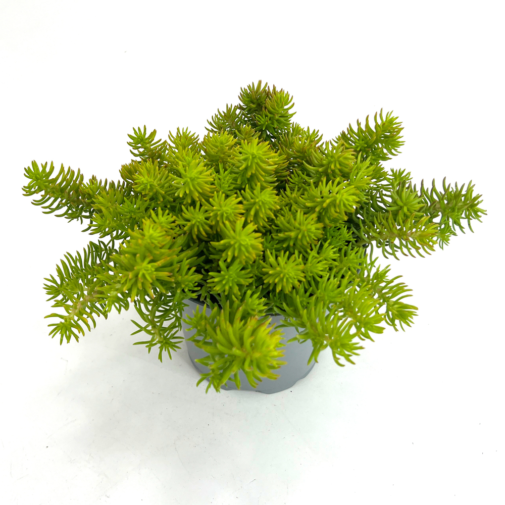 Sedum reflexum yellow cushion