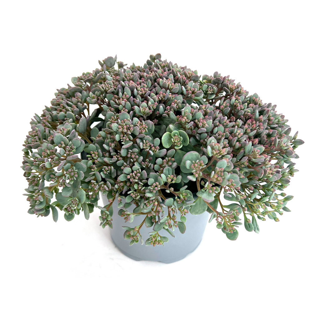 Sedum cauticolum
