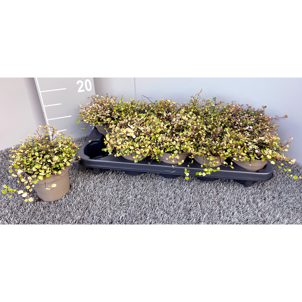 Muehlenbeckia complexa pink camouflage