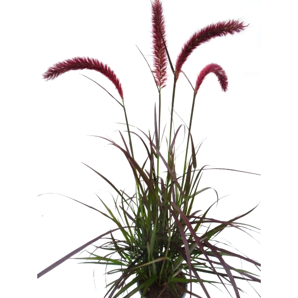 pennisetum advena rubrum