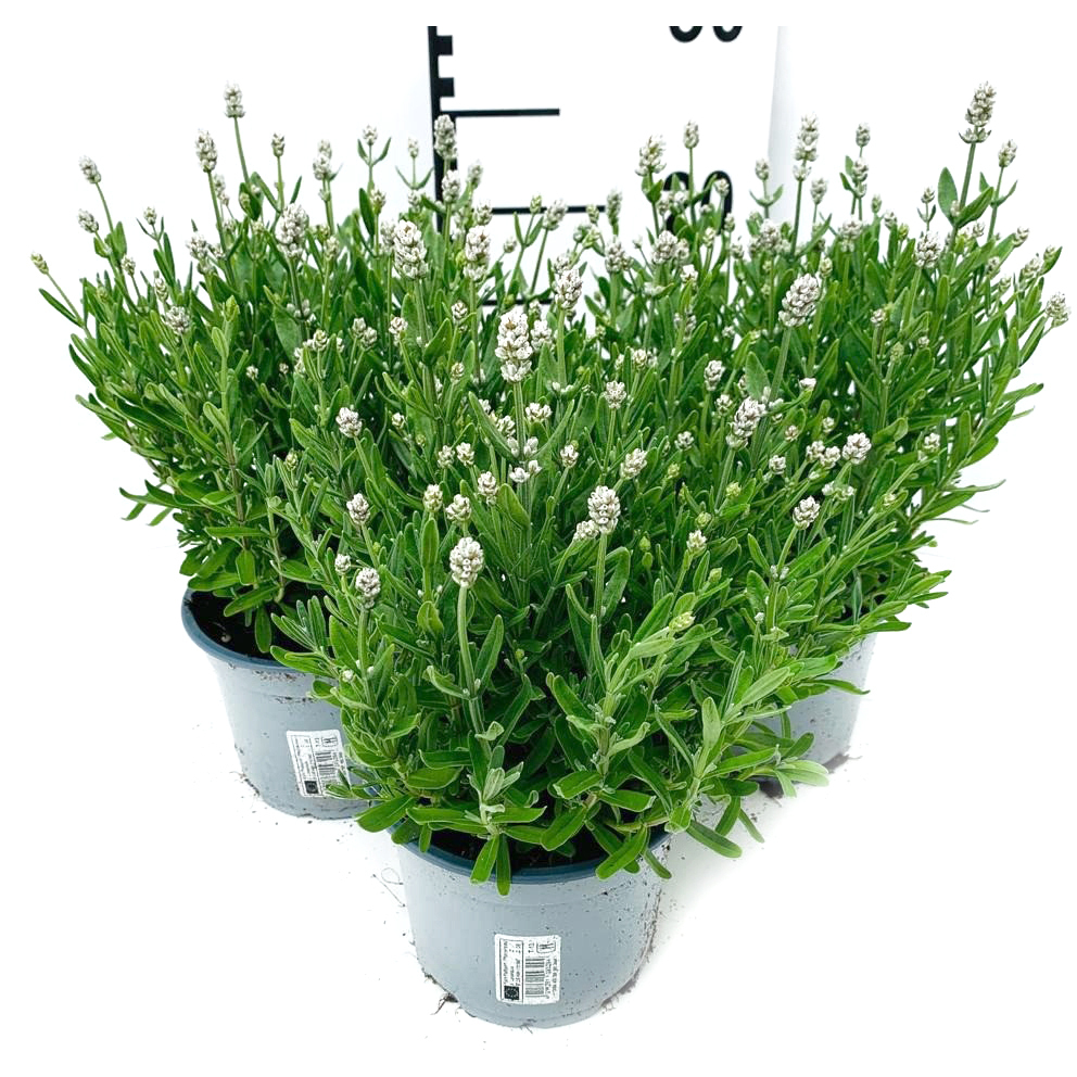 lavandula angustifolia